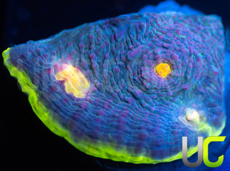 UC Purple Prince Chalice