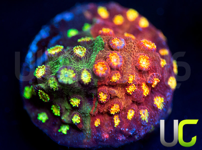 LC Circuit Breaker Cyphastrea