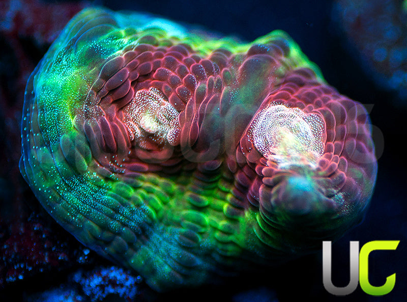 UC Strawberry Martini Mycedium
