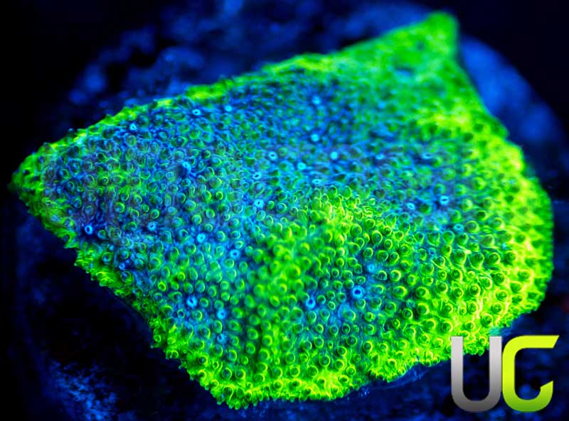 UC Blue Haze Psammocora