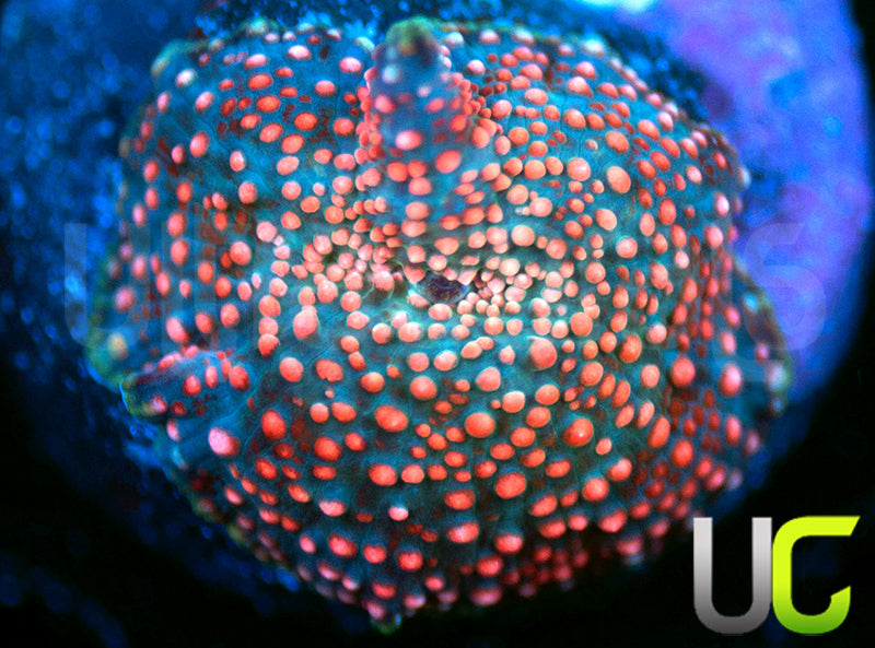 UC Confetti Mushroom