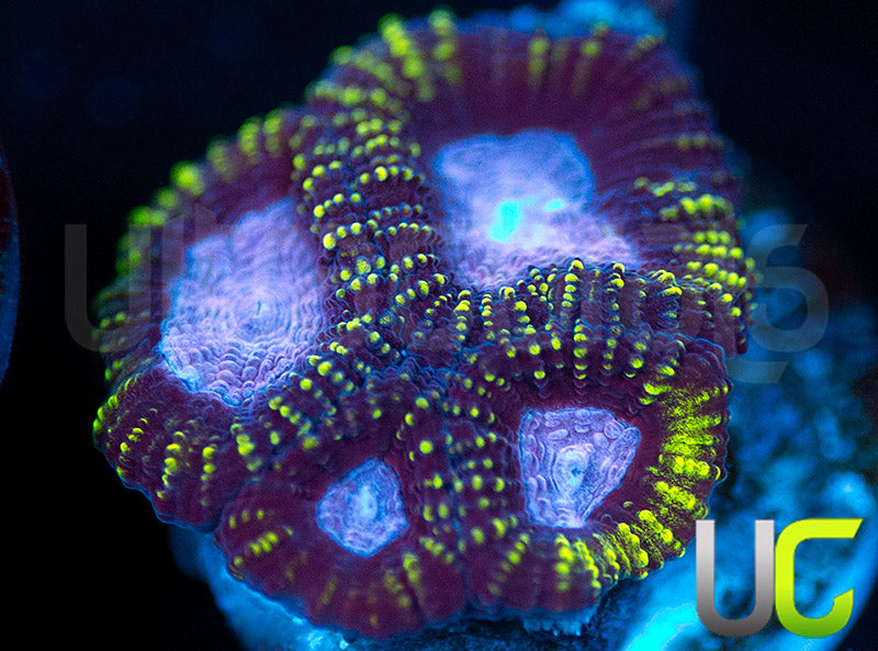 Raptors Rainbow Favia