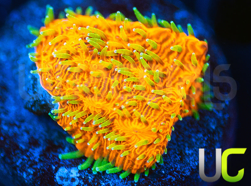 UC Fuzzy Navel Litho