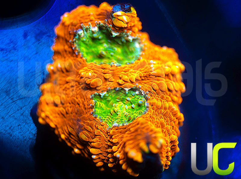 OG Pumpkin Patch Acan Echinata