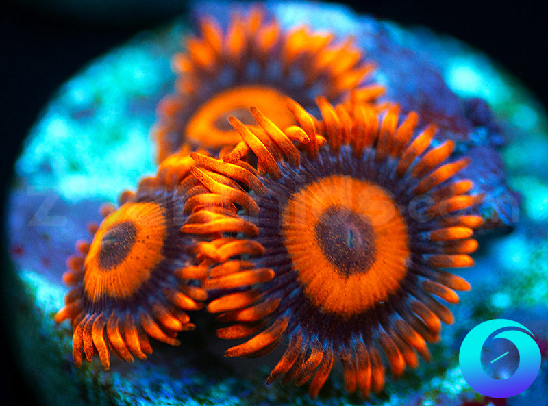 Oxides