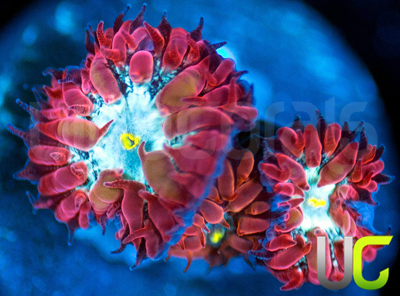 UC Azure Sky Blastos