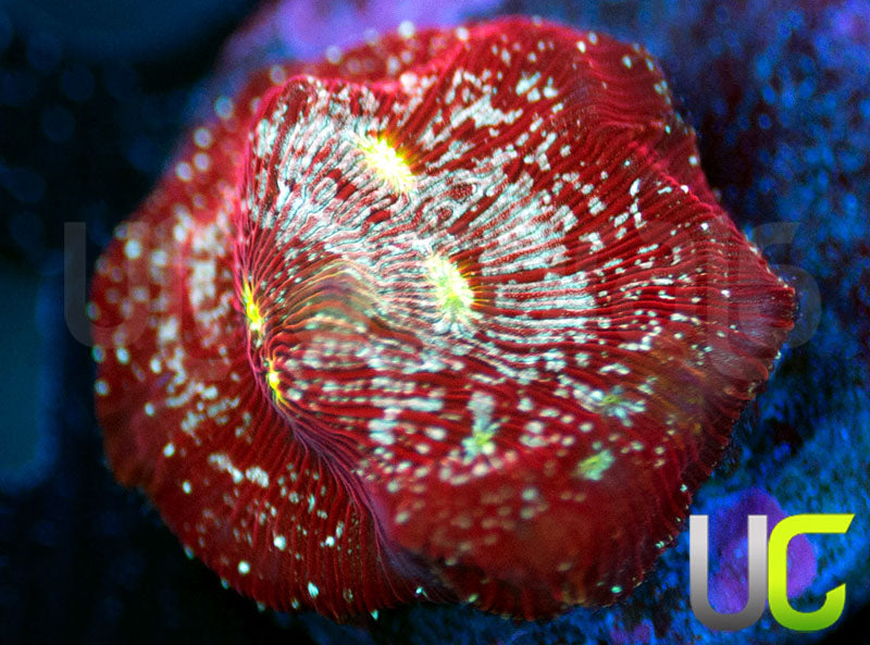 UC Red Devil Lepto
