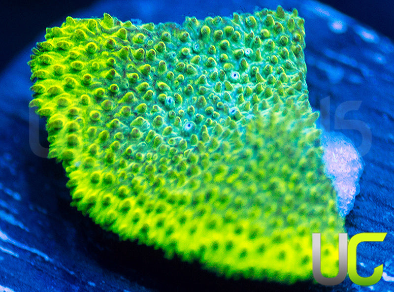 UC Blue Haze Psammocora