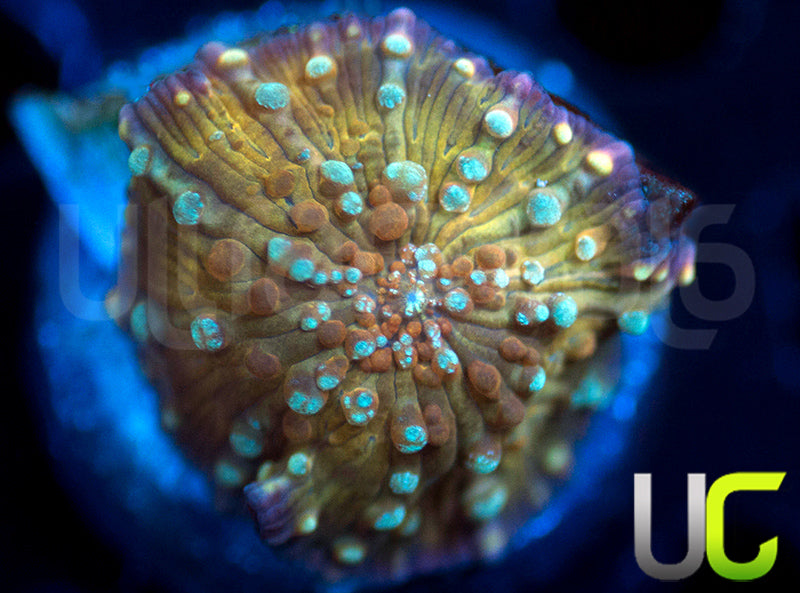 GA Corduroy Jeans Mushroom