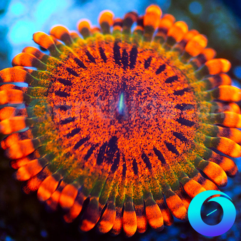 Speckled Krak Zoanthids