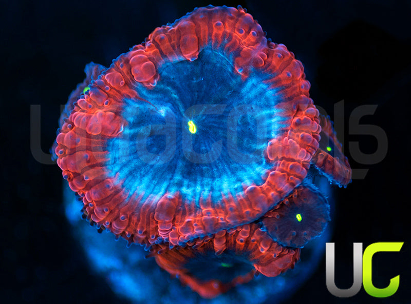 UC Forbidden Blue Blastos