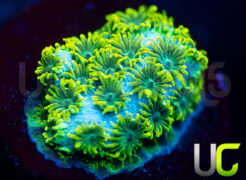 UC Sea Foam Cyphastrea