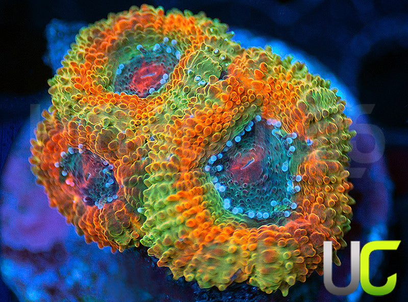 UC Bridesmaid Micro Amakusensis