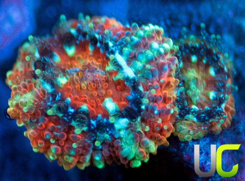 UC Limp Bizkuit Micro Amakusensis