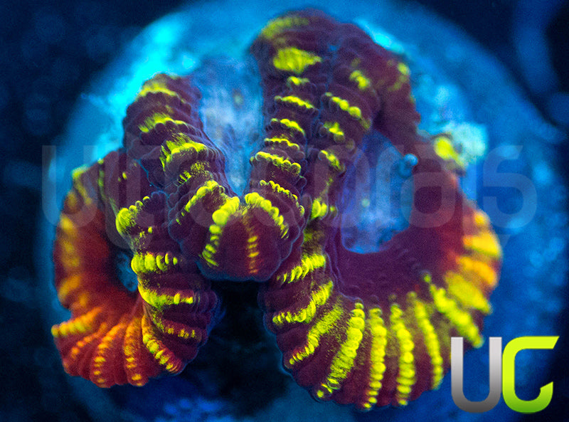 UC Double Rainbow Favia