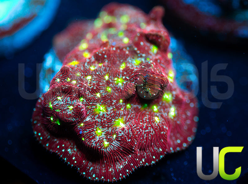 UC Red Devil Lepto