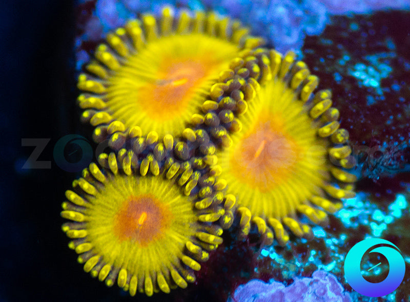 WWC Golden Gods
