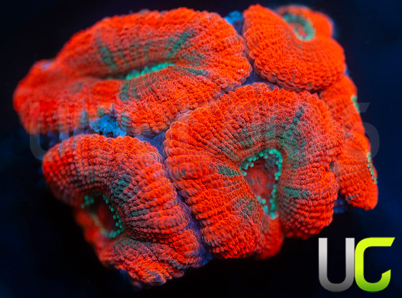 UC Neon Dance Party Micro Lord