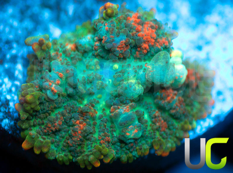 UC Fuzzy Bubble Bounce Mushroom