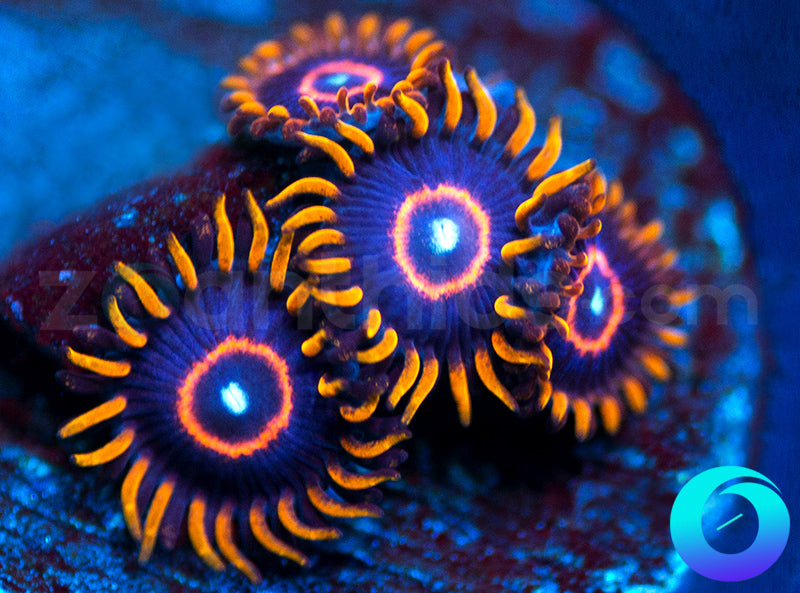 Red Hornets