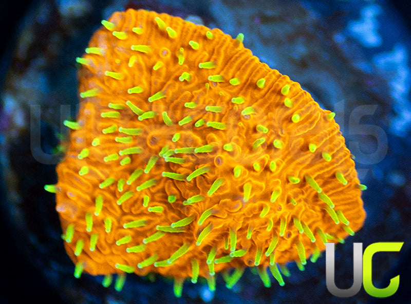 UC Fuzzy Navel Litho