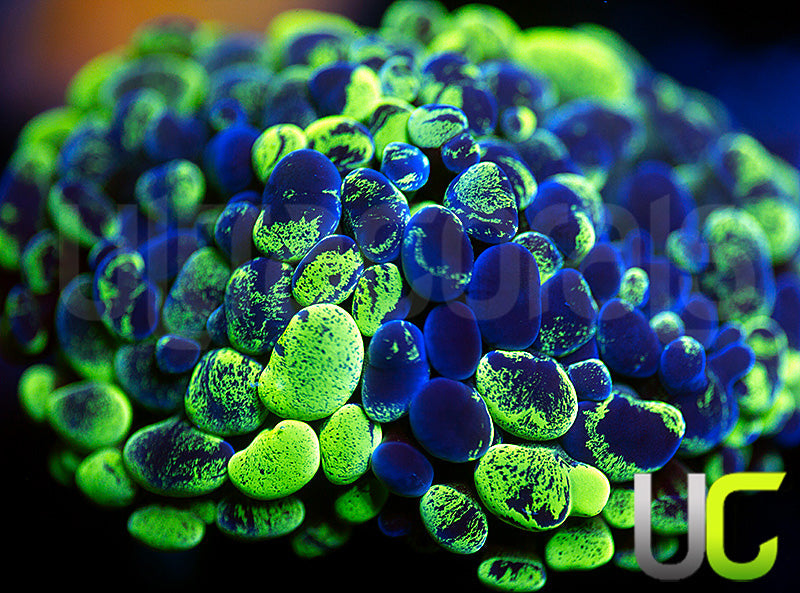 UC Bicolor Splatter Hammer