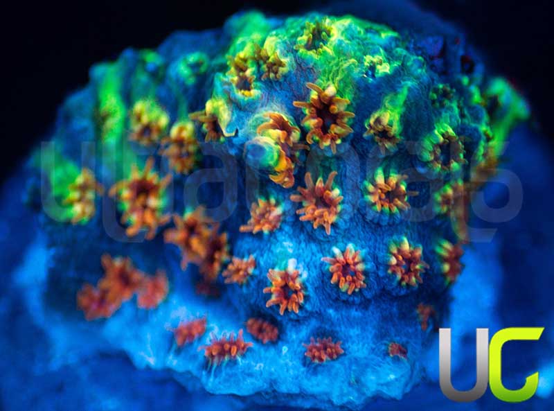 WWC Skittles Bomb Cyphastrea