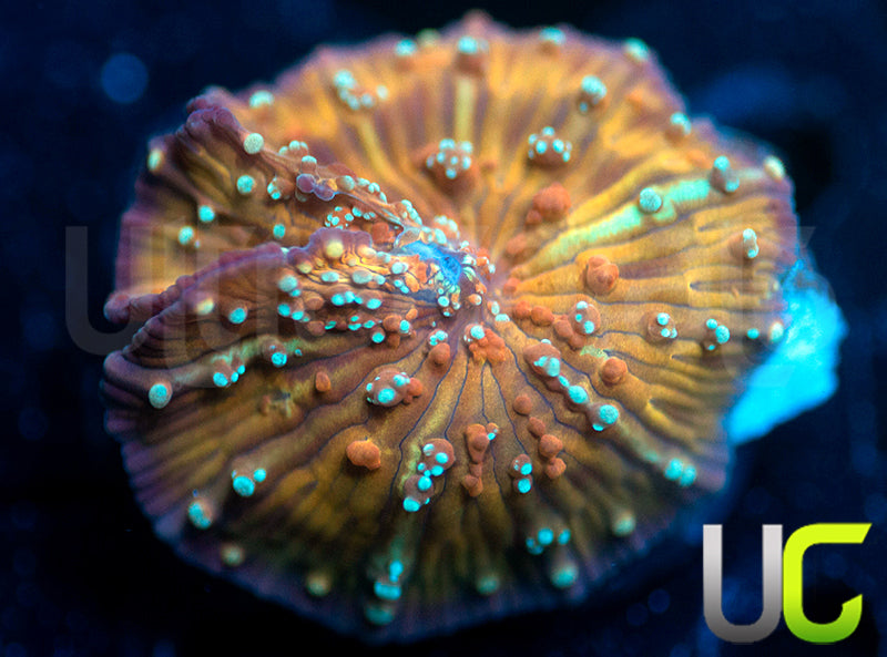 GA Corduroy Jeans Mushroom