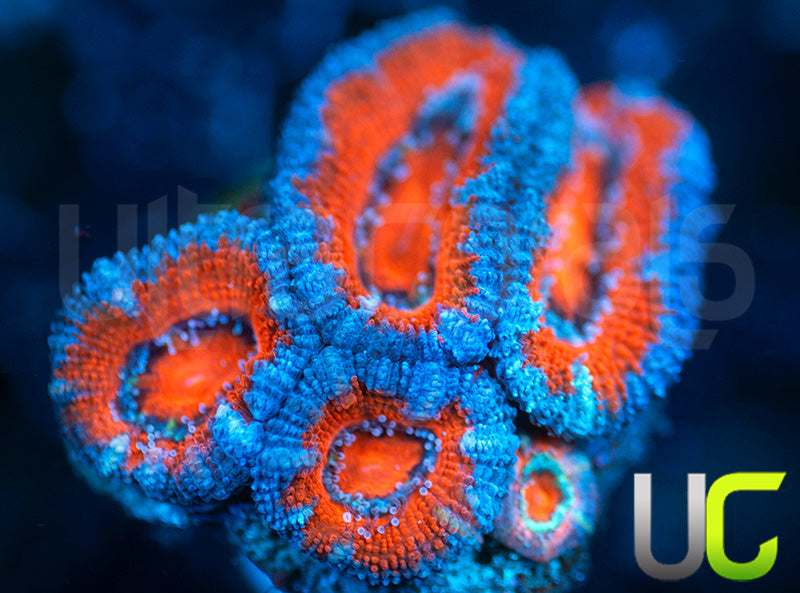 UC Mama Smurf Micro Lord