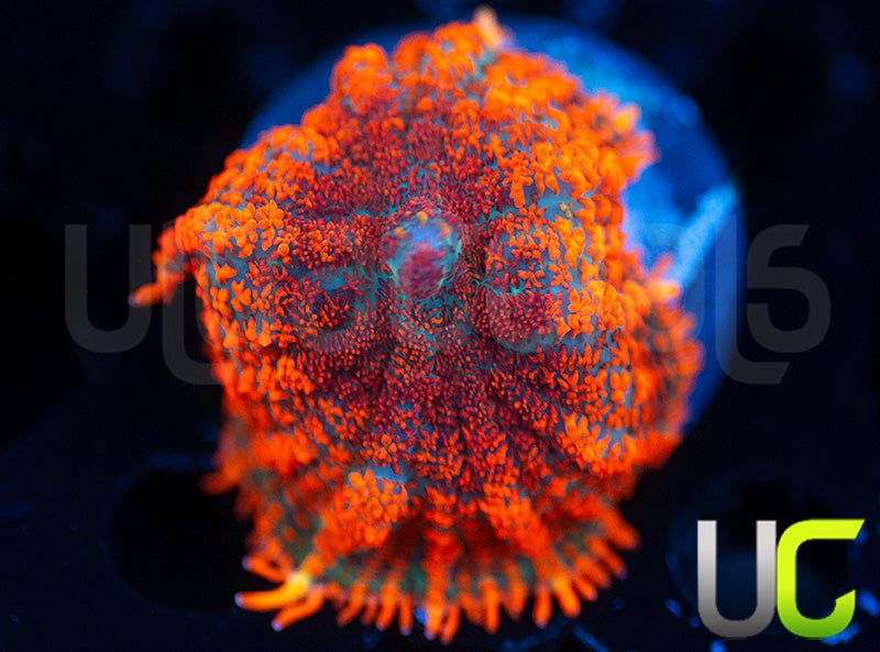 UC Hells Spells Mushroom