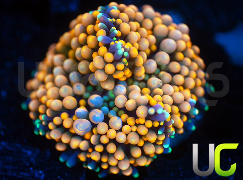 UC Orange Bubble Bouncing Florida Ricordea