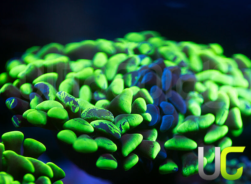 UC Bicolor Splatter Hammer