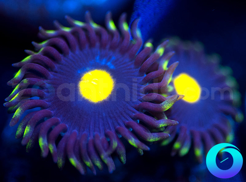 Blue Cobalt
