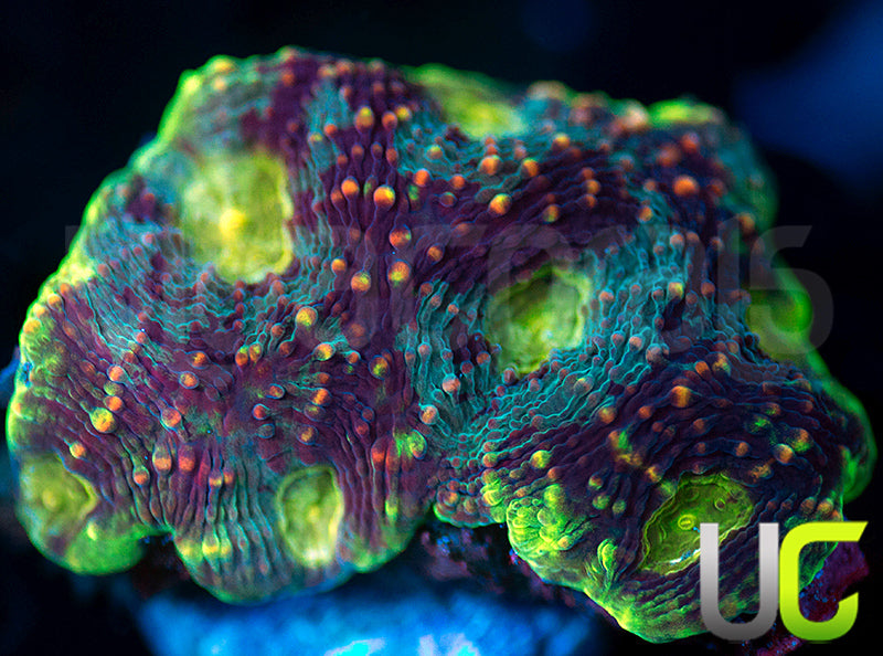 UC Voltage Echinata