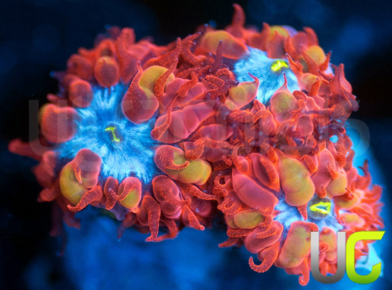 UC Blue Raven Blastos