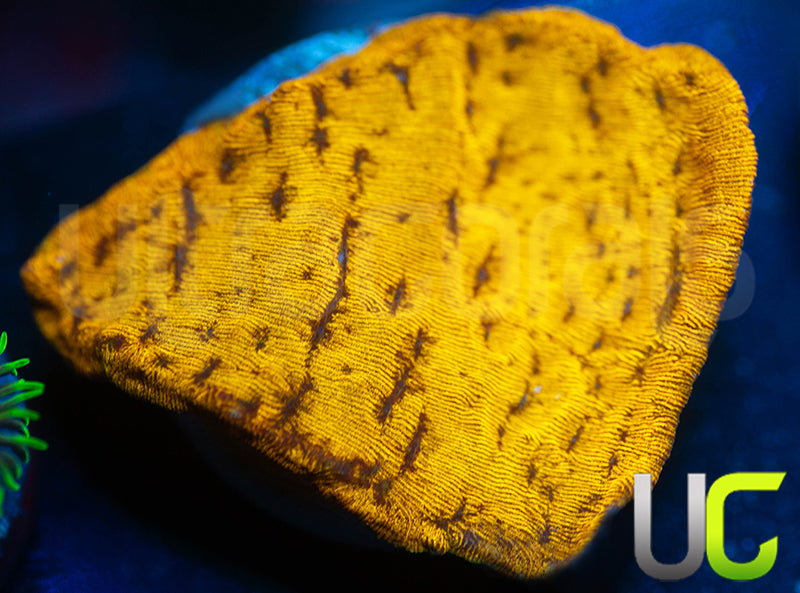 UC Golden Dragon Lepto