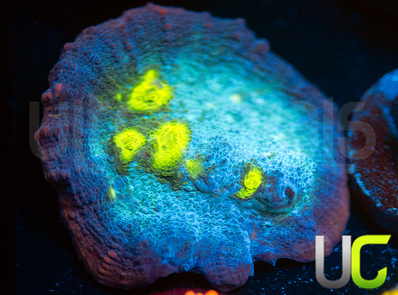 UC Lava Rim Chalice
