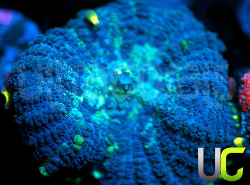 UC Doomsday Mushroom