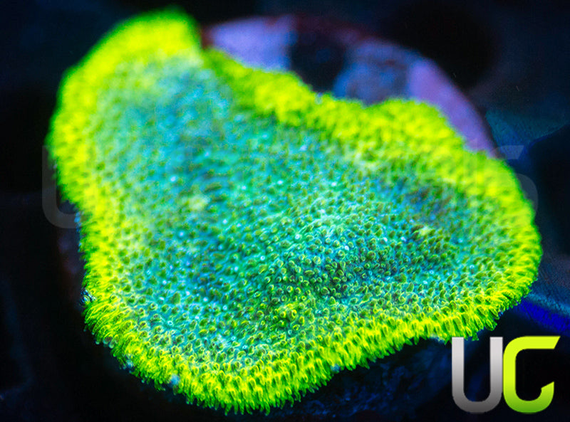 UC Blue Haze Psammocora