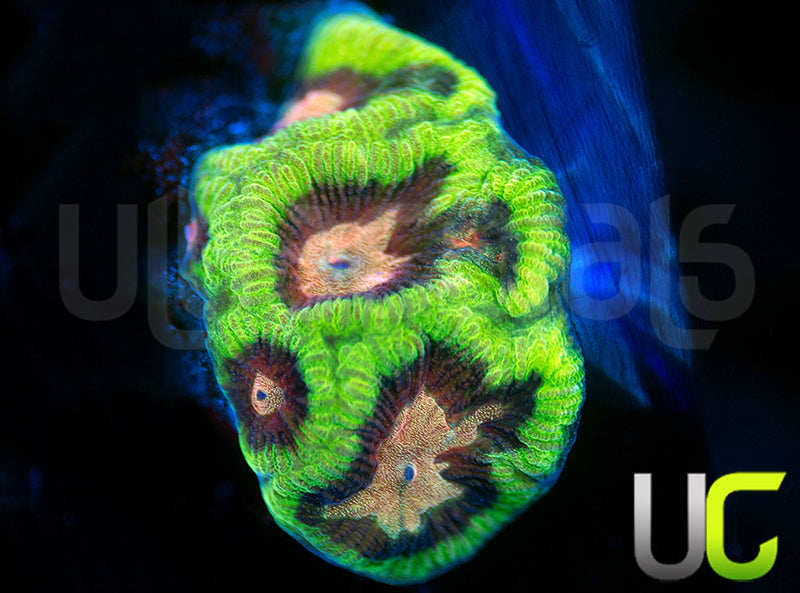 UC Prism Platy