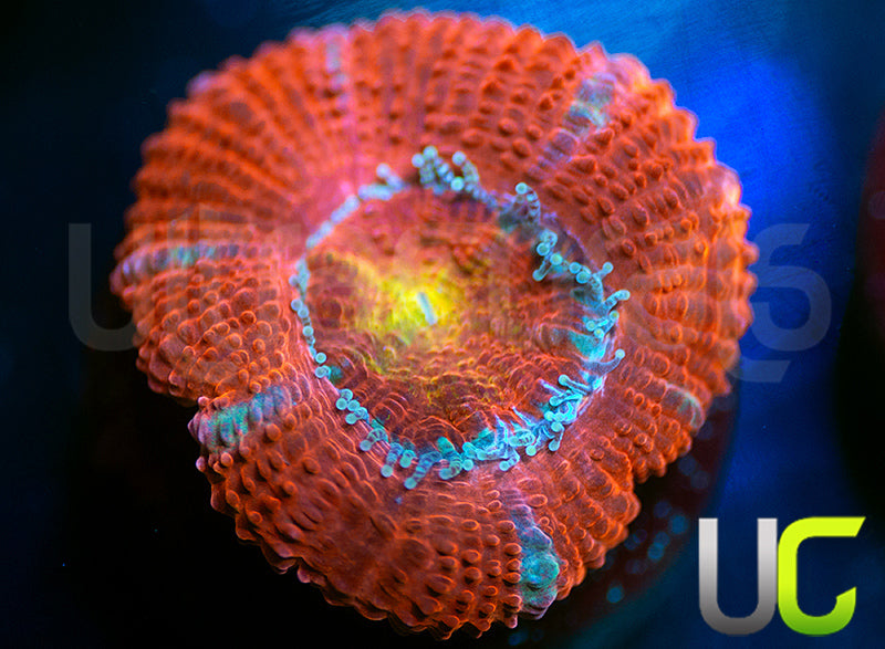 UC Yellow Flamingo Micro Lord