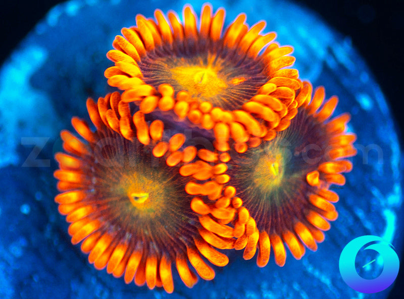 Solar Fusion