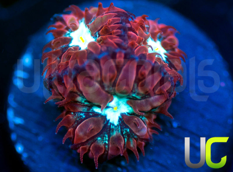 UC Azure Sky Blastos