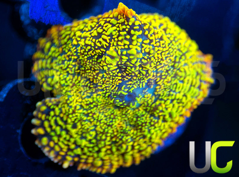 UC Wario Mushroom