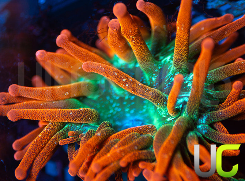 UC Funburst Anemone