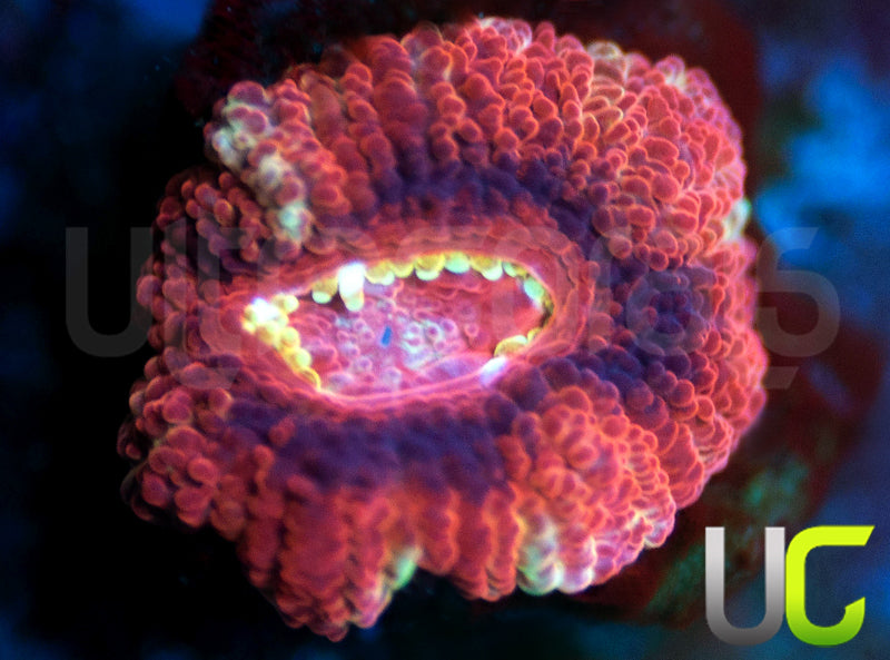 UC Suns Out Buns Out Micro Amakusensis