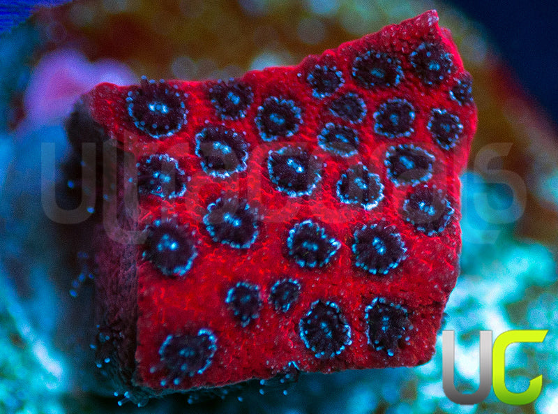 Darth Maul Porites