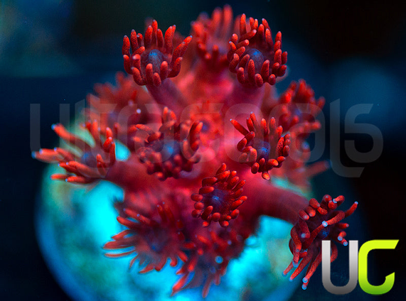 ORA Cherry Red Goni