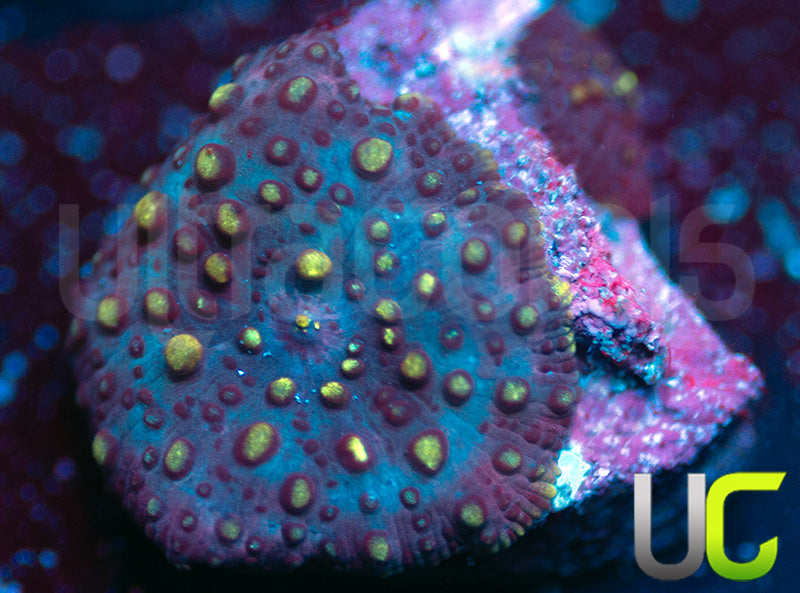 UC Morgana Mushroom