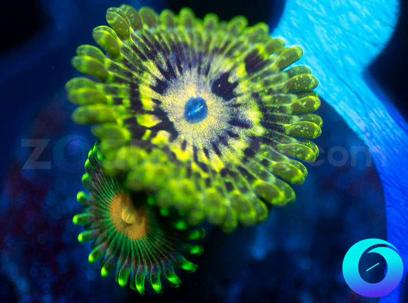 Emerald Maul El Dorado Combo